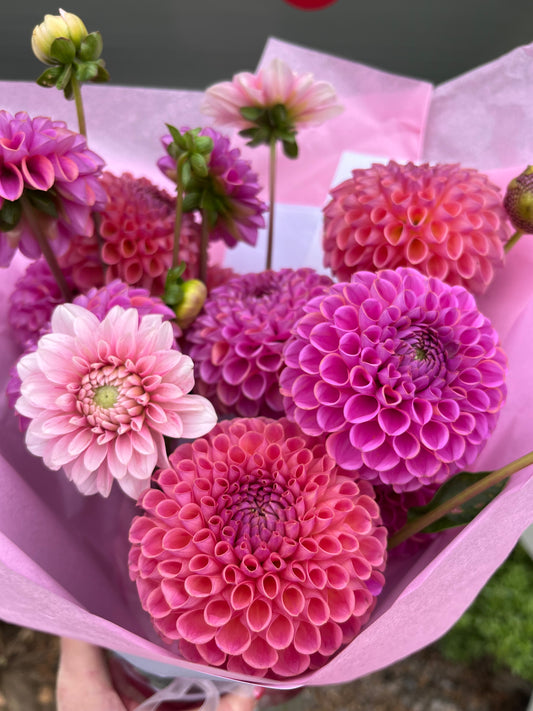 Dahlia per stem